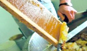 ذراع لعراس رائدة في إنتاج العسل