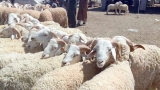 الذبح العشوائي بين إغراء الأسعار وانعكاساته الصحية