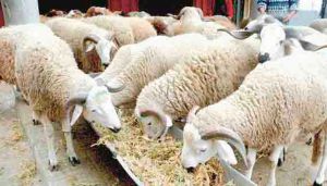 ندرة ومضاربة في علف الماشية