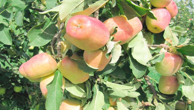 توقّع تحقيق إنتاج يفوق 800 ألف قنطار من التفاح