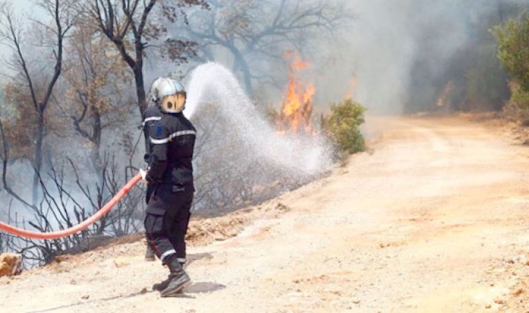 الحرائق تتلف 2287 هكتارا في تيزي وزو