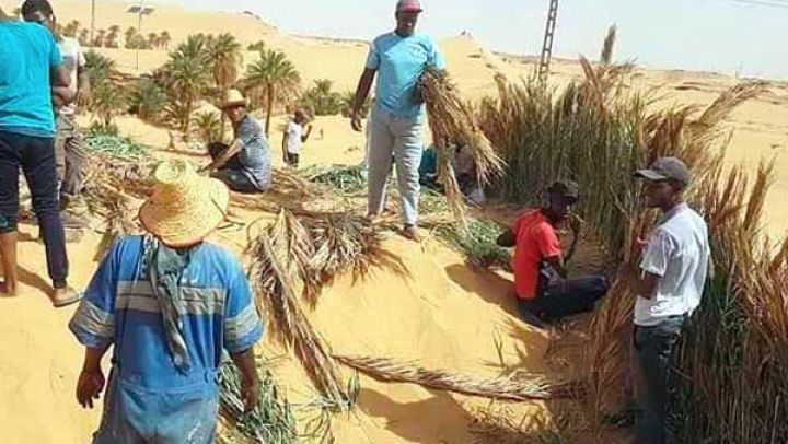 "التويزة" عمل اجتماعي تكافلي بامتياز