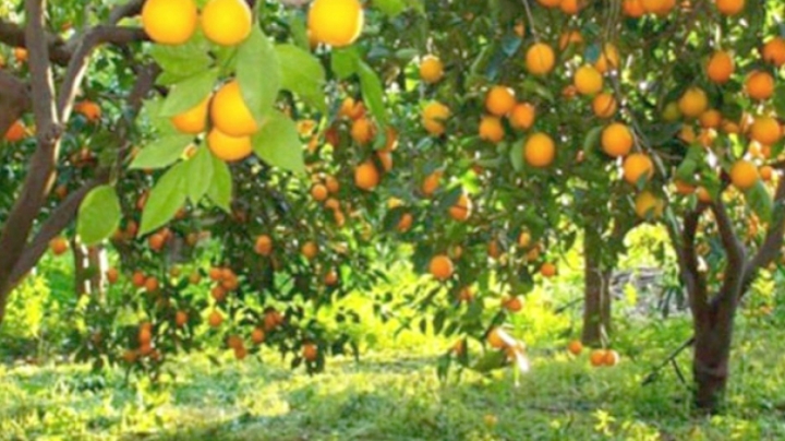 المهنيون يرفعون تحدي الاكتفاء الذاتي والتسويق والتصنيع