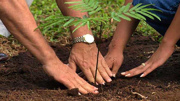 غرس 6500 شجرة