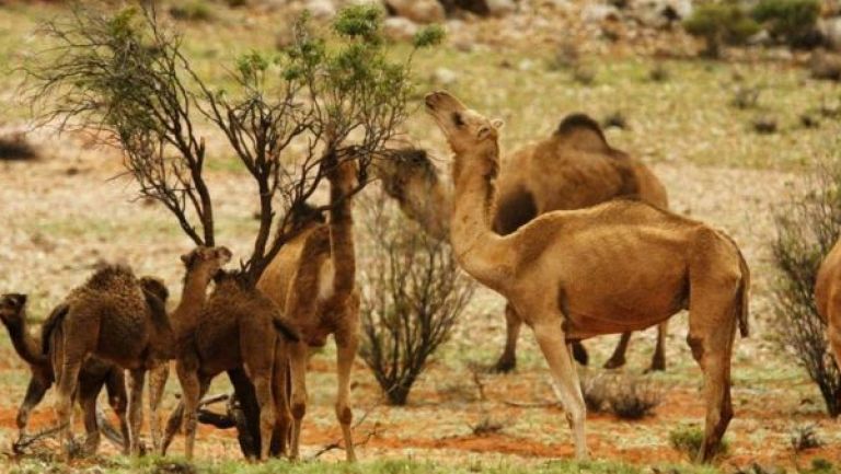 طالب جزائري يتوصل لاستخراج “الجيلاتين” من الإبل
