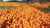 توقُّع إنتاج 512 ألف قنطار من البرتقال هذا الموسم