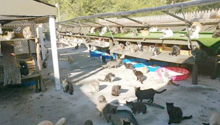 رجل يحول منزله إلى مأوى لـ300 قطة