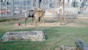 حديقة الحيوانات البرابطية في منطقة المالحة ببلدية القالة
