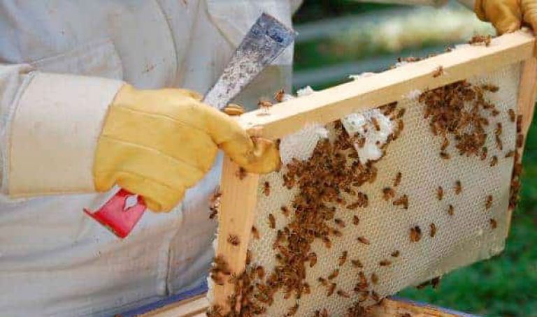 تراجع في إنتاج العسل