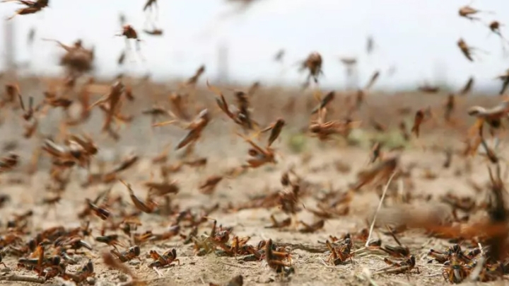 تفعيل تدابير الوقاية ومكافحة الجراد ببشار وبني عباس