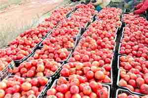 إنتاج مليونين و500 ألف قنطار من الطماطم الصناعية