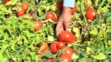 إنقاذ حقول الطماطم بعين الباردة