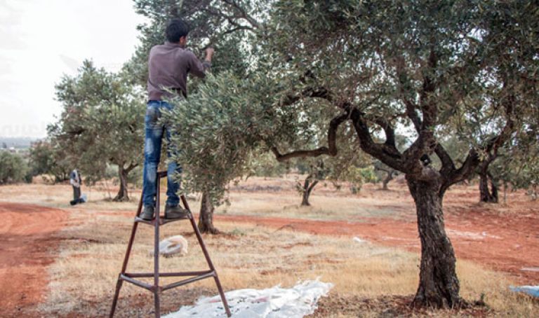 يوم دراسي حول تطوير شعبة الزيتون