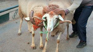 أسعار "تحرق" الجيوب.. والماعز ملاذ الزوالية