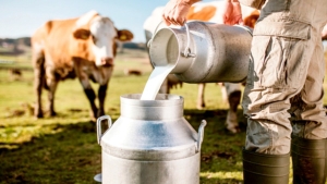 ارتفاع كبير في أسعار حليب البقر