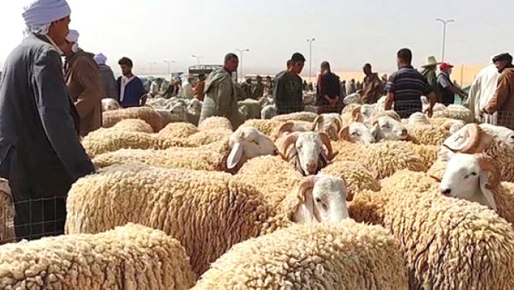 إقبال على أضحية العيد رغم ارتفاع أسعارها