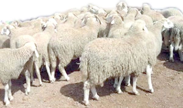 درك قايس يسترجع 139 رأس غنم