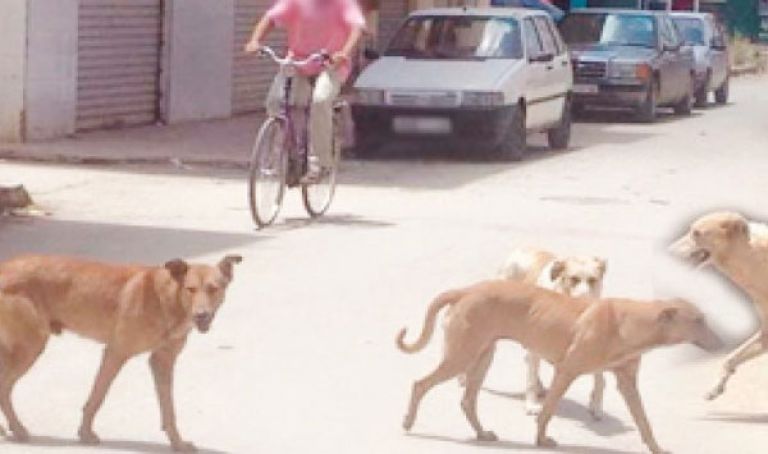 الكلاب المشردة تهدد حياة سكان حي مرافال