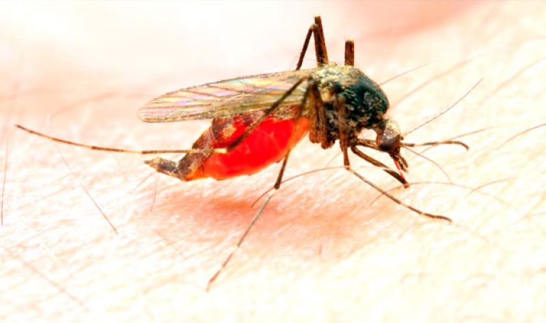 الجزائر لم تسجل أية حالة للملاريا منذ 2014
