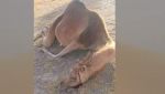 الجيش المغربي يواصل إطلاق النار على الرعاة الصحراويين 