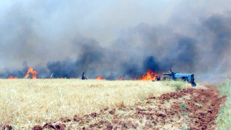 حملات لتعويض 620 هكتار التهمتها النيران