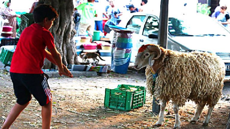 الثلاثاء 20 جويلية أول أيام عيد الأضحى المبارك