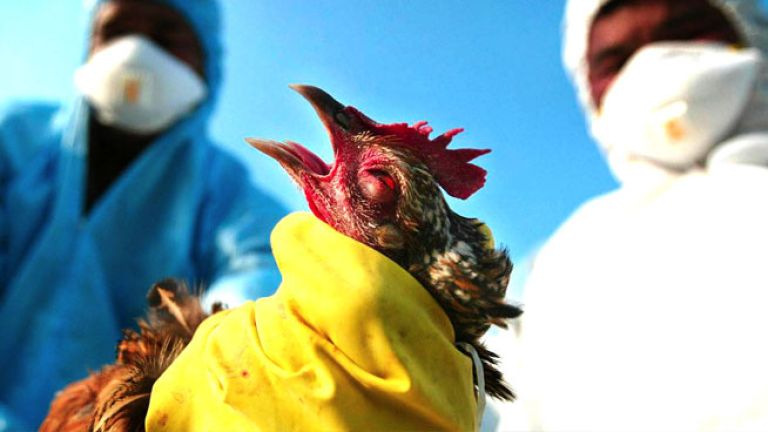 انتشار محتمل لأنفلونزا الطيور خلال الموسم الشتوي