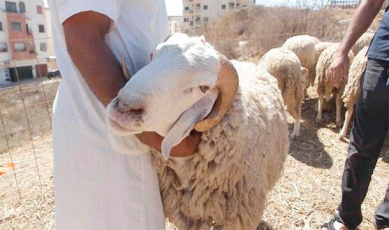 إطلاق مشروع ”أضحية العيد” لليتامى والمحتاجين