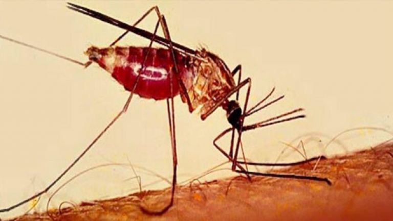 وضع خلايا متابعة لمراقبة تطور مرض الملاريا