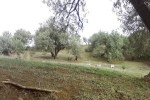 المتضررون ببومرداس يطالبون وزارة الفلاحة بالتعويض