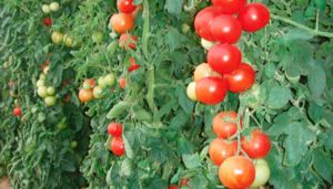 إنتاج قياسي للطماطم الصناعية هذا الموسم