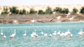 جهود مكثفة لحماية المناطق الرطبة