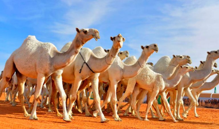 الملف سيعرض خلال مجلس وزاري مصغر الأسبوع المقبل