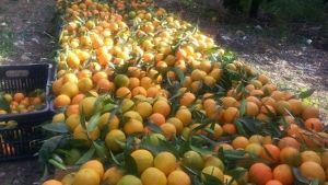 إقبال لافت على اقتناء البرتقال غير الناضج