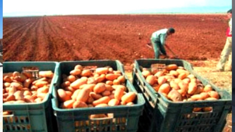 الحل في الاستيراد، وارتفاعُ أسعار البطاطا سببه قلة المنتوج