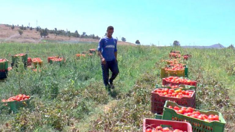 منتجو الطماطم مصرّون على رفع التحدي