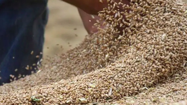 9 مراكز لتخزين 1.8 مليون قنطار من الحبوب