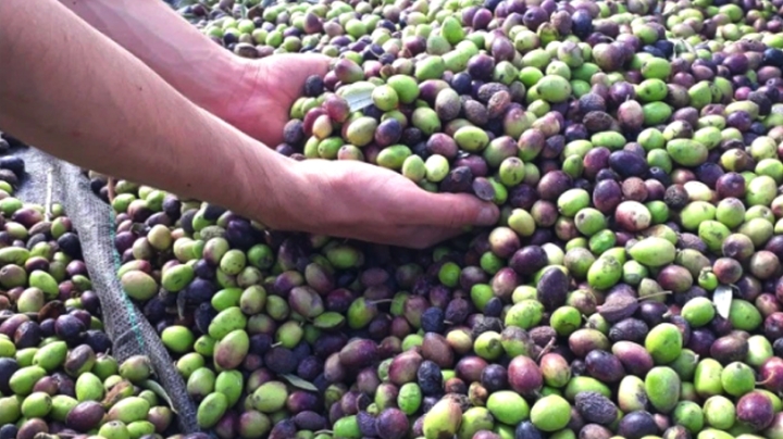 إنتاج 482 ألف قنطار من الزيتون بمعسكر