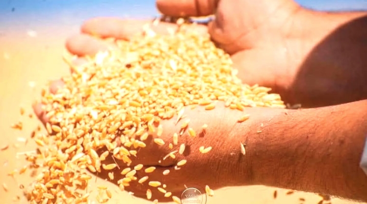 منحة للفلاح المكثف والمحافِظ على صفاء البذور بعين تموشنت