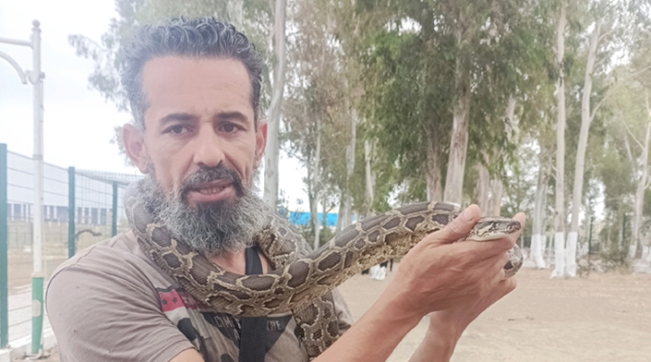 عمار طاطاي مربي الأفاعي والتماسيح يُبهر زوار "نوميديا لاند"