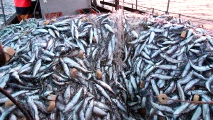 بومرداس صدّرت 35 طنا من الأسماك نحو أوربا