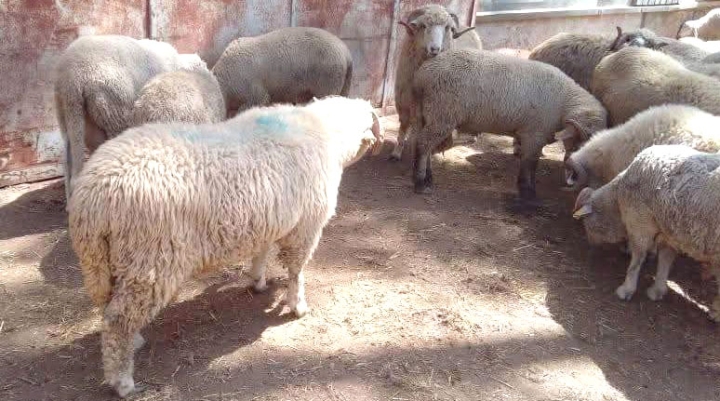 هكذا يتم التعامل مع الكباش المستوردة قبيل عيد الأضحى