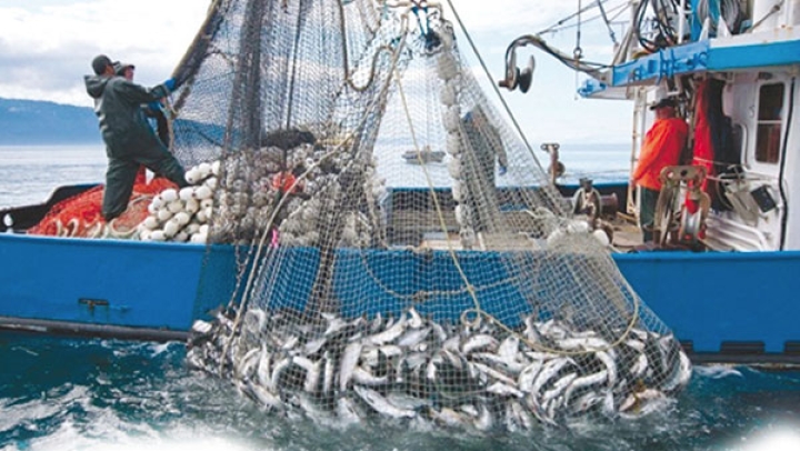 إنتاج 10 آلاف طن من الأسماك خلال عشرة أشهر