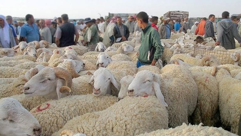 إعادة فتح أسواق الماشية الأسبوع القادم