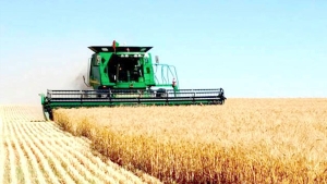 الجزائر في وضعية "أمن غذائي مريح" لكنها بحاجة إلى سياسة فلاحية