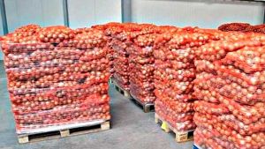 تصدير 54 طنا من البطاطا نحو موريتانيا