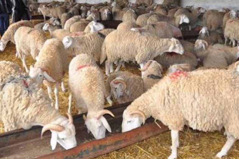 إحصاء 1 مليون رأس من الغنم و350 ألف رأس من الماعز الحلوب