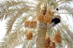 تسلق النخيل مهنة تستهوي الشباب البطّالين