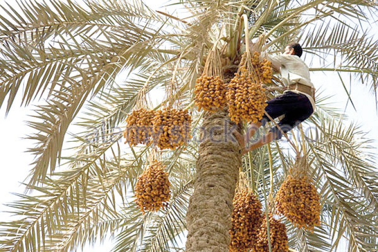 تسلق النخيل مهنة تستهوي الشباب البطّالين