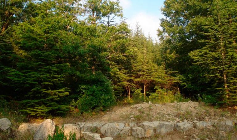 برمجة 325 مشروعا تنمويا ريفيا